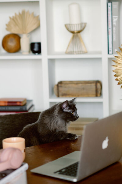 A grey cat sitting in front of a laptop