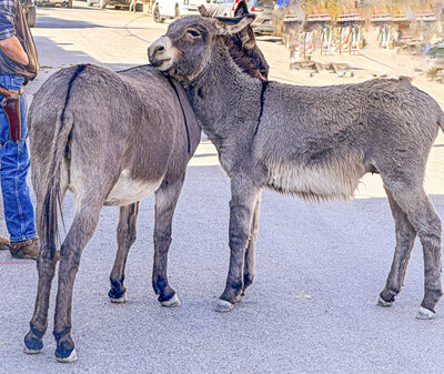 Oatman, AZ Donkey Love