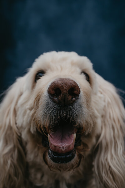 Beth Requist, winter park web designer, close up photo of goldendoodle dog with white hair and blue backdrop