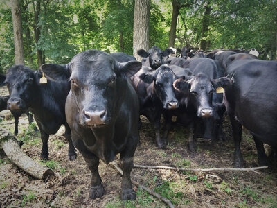 Herd of cows on cattle farm