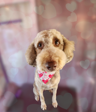 Wrigley the February Pupstar
