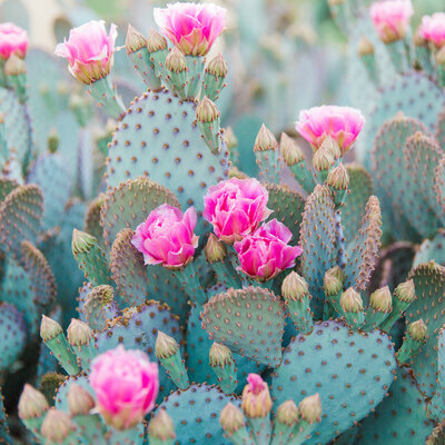 Scottsdale Arizona cactus with pink flowers