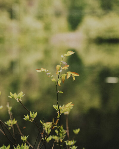 Three candles, symbolizing internal growth from Therapy with Jessie in Los Angeles