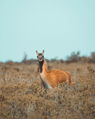 fermin-rodriguez-penelas-Bq58Zc31zQc-unsplash