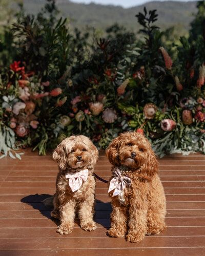 N+K-portraits-1