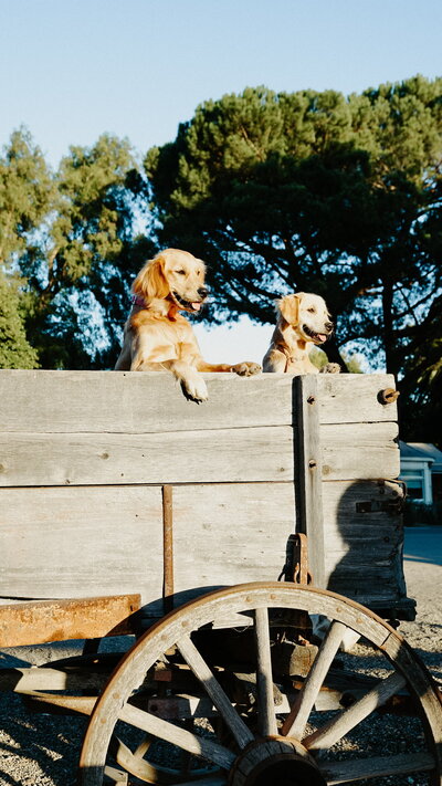 Mini Retrievers in Wagon at Little Retriever Ranch in CA