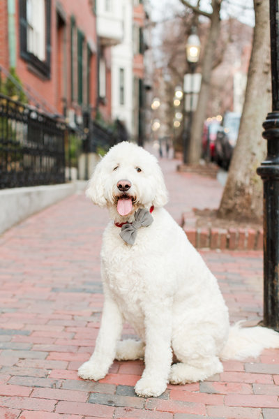 Goldendoodle wearing bow tie in Beacon Hill