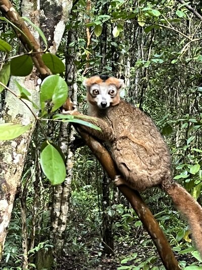 madagascar 11