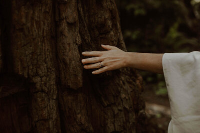 Bride's hand runs along the trunk of a redwood tree