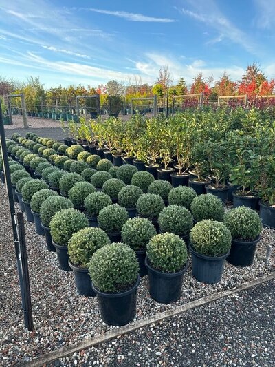 JERVIS GEM BALL / NATIVE ROSEMARY Westringia fruticosa