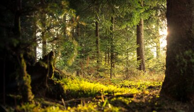 EarthAlliance Environment Showit Template by Humankind