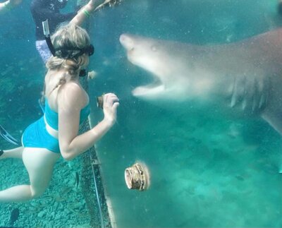 Feeding Great White Sharks in Curaçao