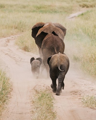 cameron-zegers-travel-photographer-tanzania-national-geographic-expeditions-elephant