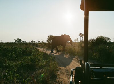 Game drive in Bosw
