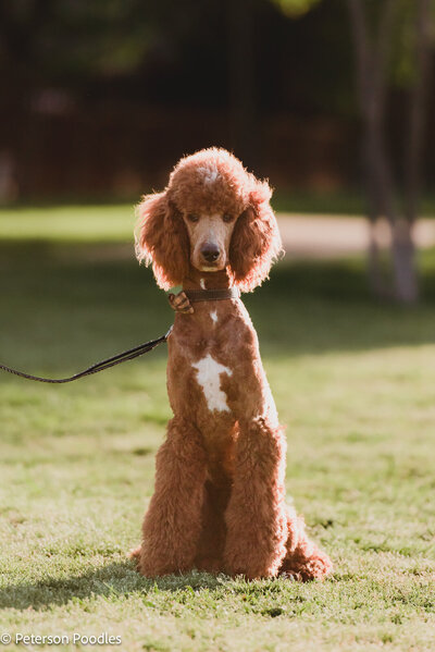 Teddy the Poodle with leash sitting