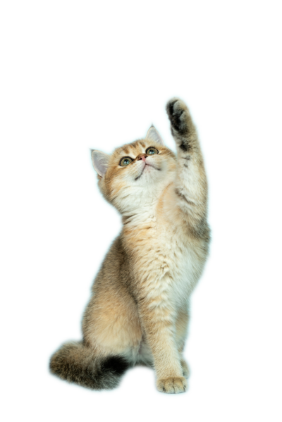 gray kitten playfully reaching for a toy