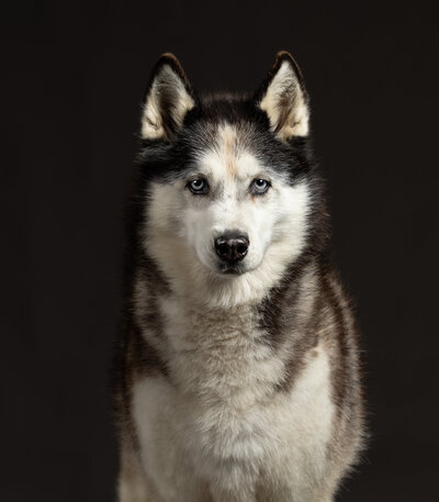 Studio portrait of a Husky dog with black background