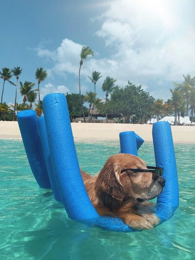 Golden retriever floating in Caribbean water on pool noodles, wearing sunglasses — celebrating in style.