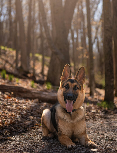 German Shepherd is laying on the ground in Chamber's Grove Park. Captured during a pet session in Duluth, MN with Joanna of Paddle Paws Photography.
