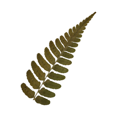 Dried fern leaf