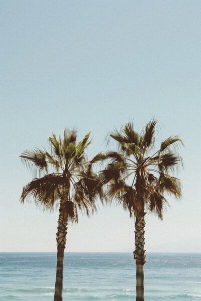 Minimalist photo of palm trees by the sea, representing people-first content that resonates beyond vanity metrics