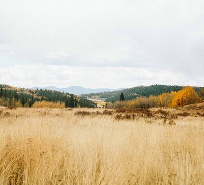 Stock photo featuring Aspen trees in Fall. Photo by The Homestead Collective.