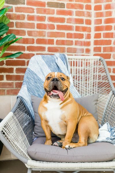San Francisco pet photography