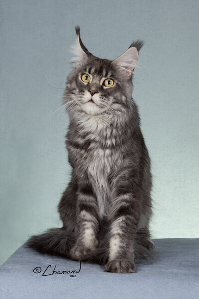 Champion_maine_coon_Leo_2