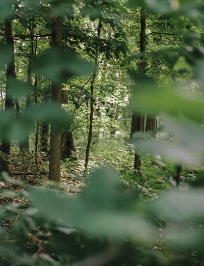 forest film photo through green leaves, scent film branding photography for candle company Detroit Rose