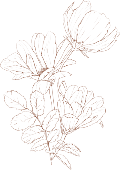 floral illustration