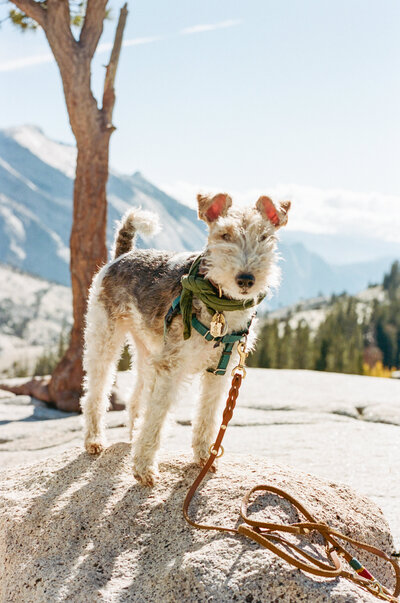20231027_Yosemite_x100v-8