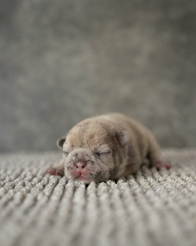 Lilac French Bulldog
