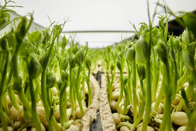 close-up-of-tighly-packed-pea-seedlings-growing-in-23XNU5P