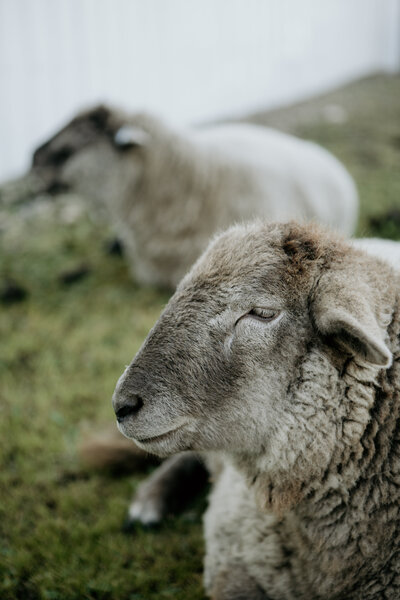 Lambs looking peaceful at Spirit’s Respite Ranch, enhancing the serene environment that supports equine therapy and healing