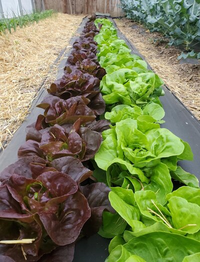 Farm produce lettuce rows at Bascom Road Farm