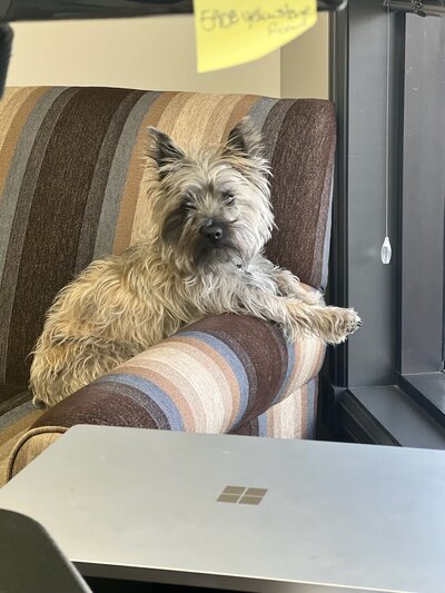 grey cairn terrier dog sitting on an office chair
