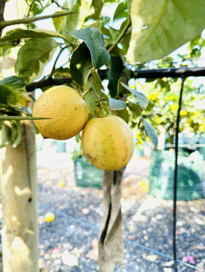 EUREKA VARIEGATED 'PINK LEMON' Citrus limon 'Variegated Pink'