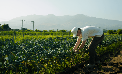 Farmers harvesting fresh produce on a sunny day at the farm where Farm Dinner LA hosts outdoor farm-to-table events.