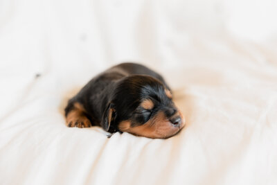 Puppies1-10
