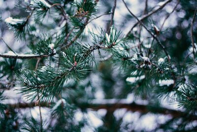 Pine-Tree-Winter-Recipes