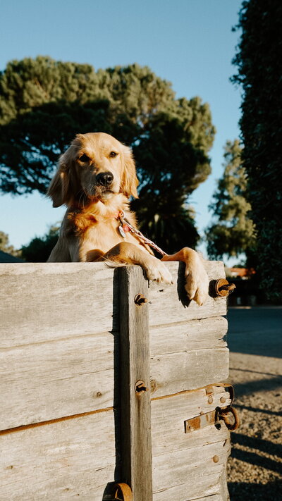 Woman walking with mini goldens at The Little Retriever Ranch in Santa Barbara CA 93463