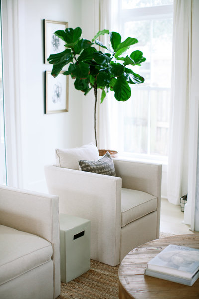 Living room designed with white upholstered armchairs, jute rug, and indoor tree