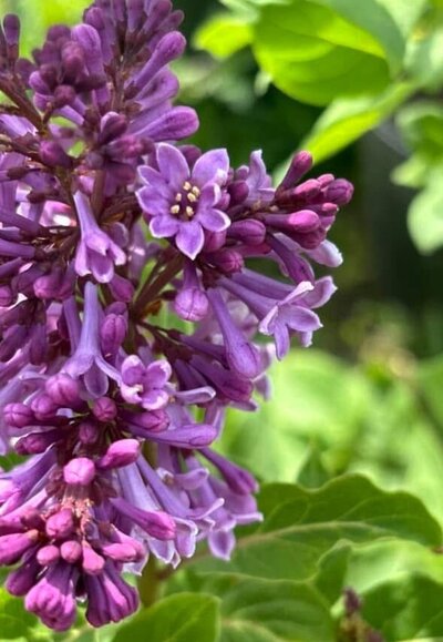 Royalty syringa x prestoniae purple heirloom lilac at North Country Lilacs nursery in Canton, New York