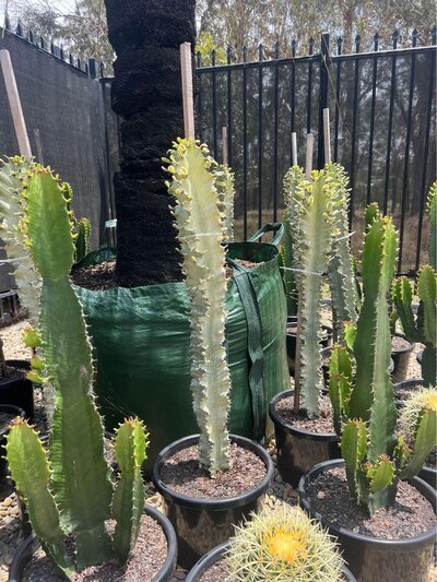 AFRICAN CANDELABRA  Euphorbia Ammak