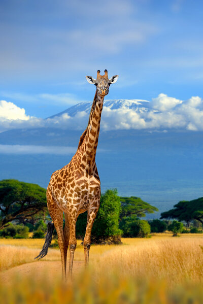 A giraffe stands in a grassy savanna with a backdrop of snow-capped mountains under a blue sky. Green trees and shrubs are scattered around the landscape.