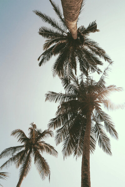 Tall palm tree