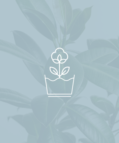 Meg Jungkunz | Website & Brand Design