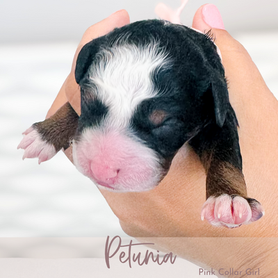 Petunia