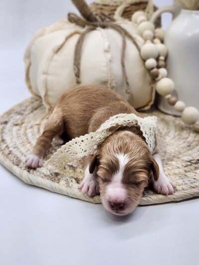 1db8d2a2-f571-463a-a0f4-44343e9a232f