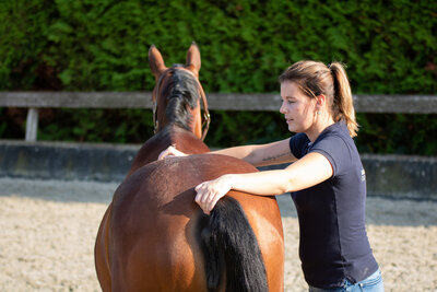 Paarden massage en mobilisatie